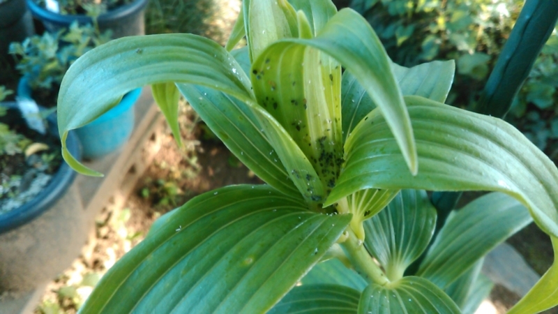f:id:haru_e-hana:20200519205446j:plain f:id:haru_e-hana:20200519205446j:plain