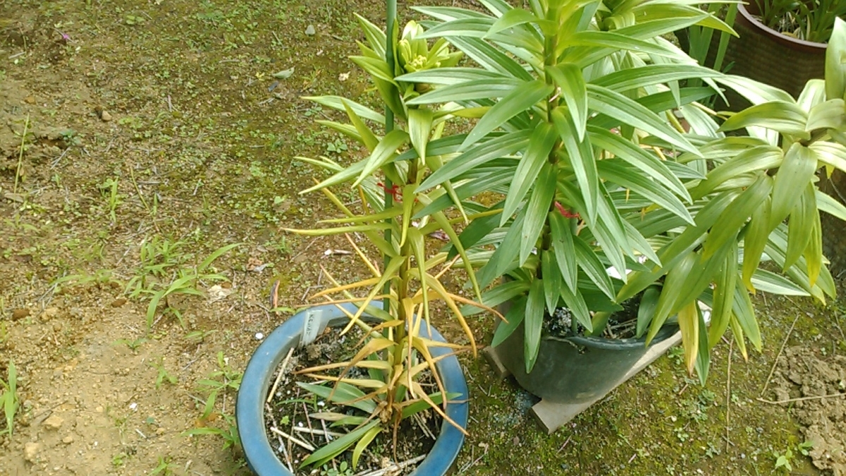 f:id:haru_e-hana:20200607141744j:plain f:id:haru_e-hana:20200607141744j:plain