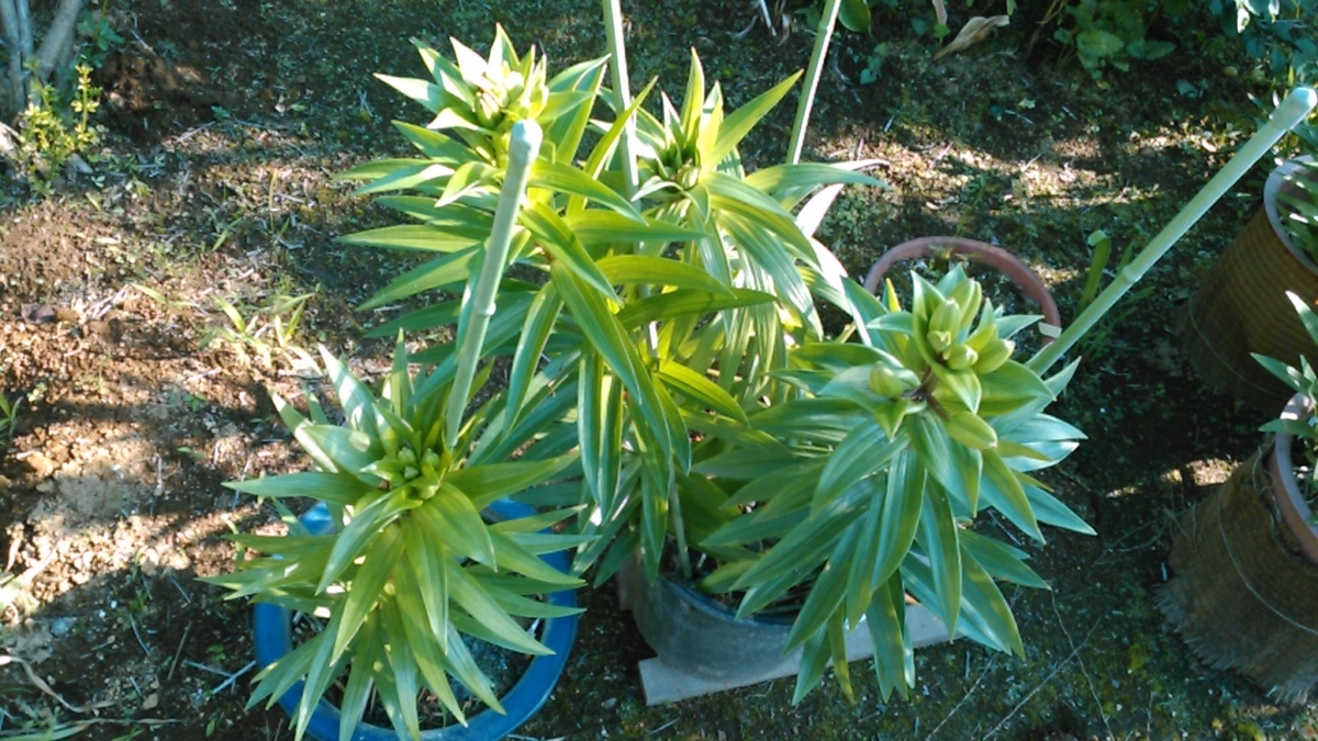 f:id:haru_e-hana:20200607141916j:plain f:id:haru_e-hana:20200607141916j:plain