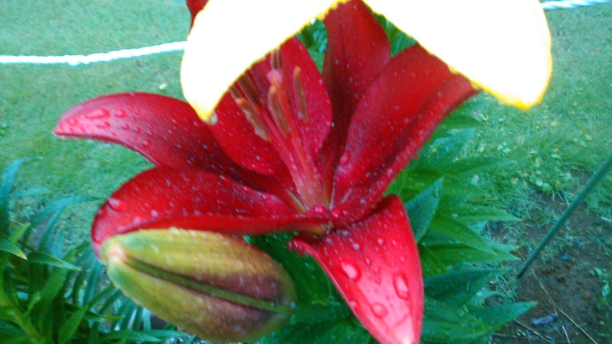 f:id:haru_e-hana:20200614095526j:plain