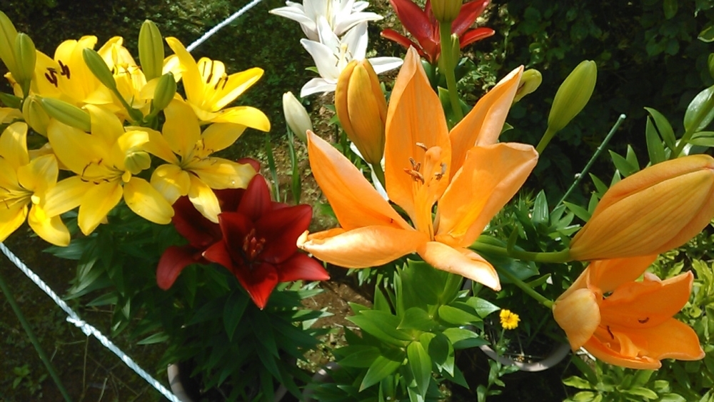 f:id:haru_e-hana:20200622224420j:plain