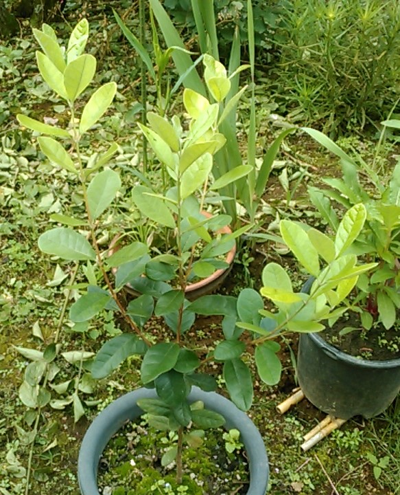 f:id:haru_e-hana:20200722194519j:plain f:id:haru_e-hana:20200722194519j:plain