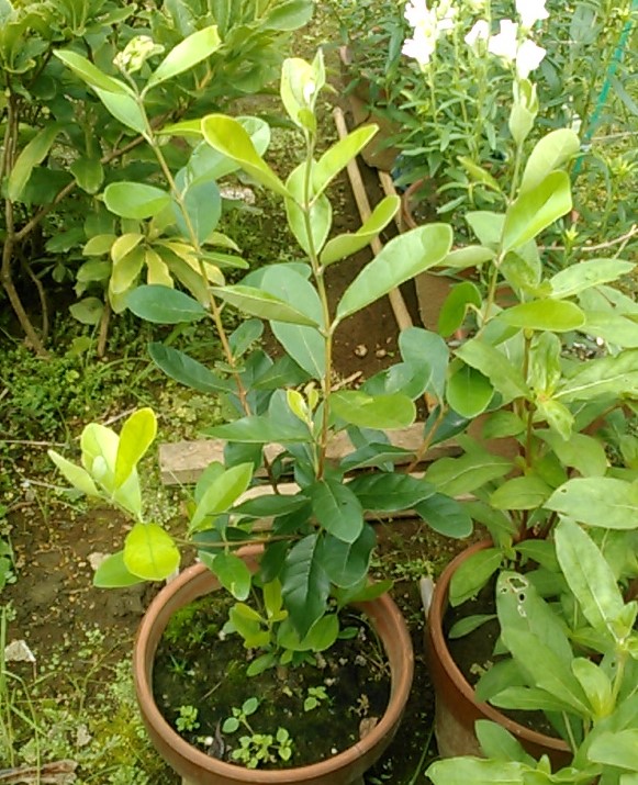 f:id:haru_e-hana:20200722194529j:plain f:id:haru_e-hana:20200722194529j:plain