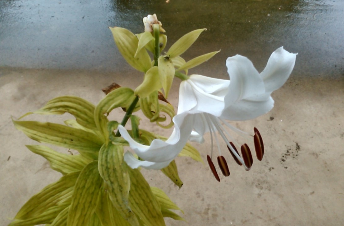 f:id:haru_e-hana:20200725144317j:plain f:id:haru_e-hana:20200725144317j:plain
