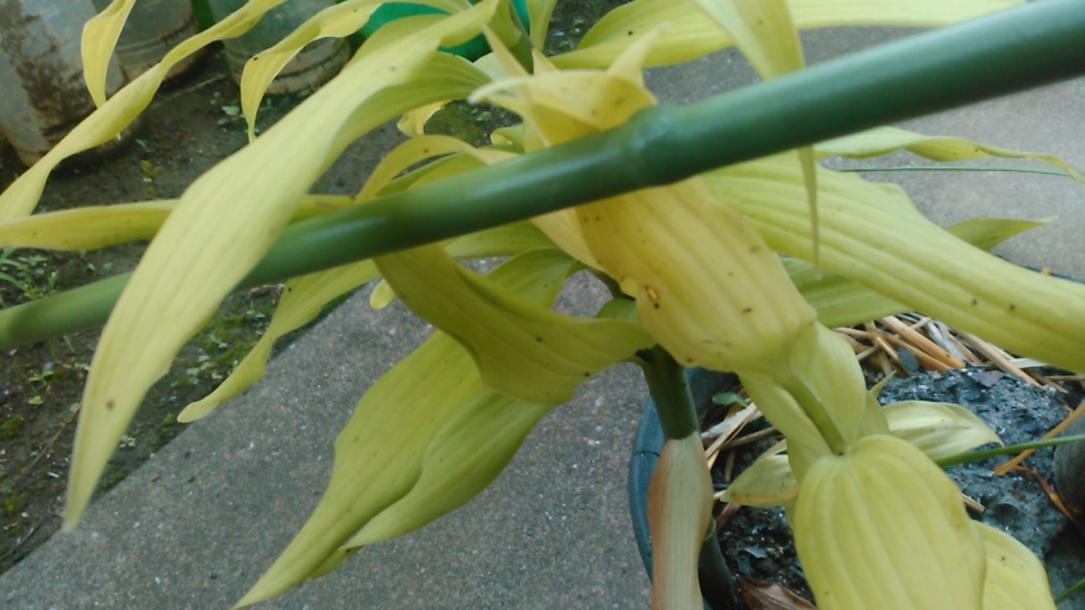 f:id:haru_e-hana:20200726100246j:plain