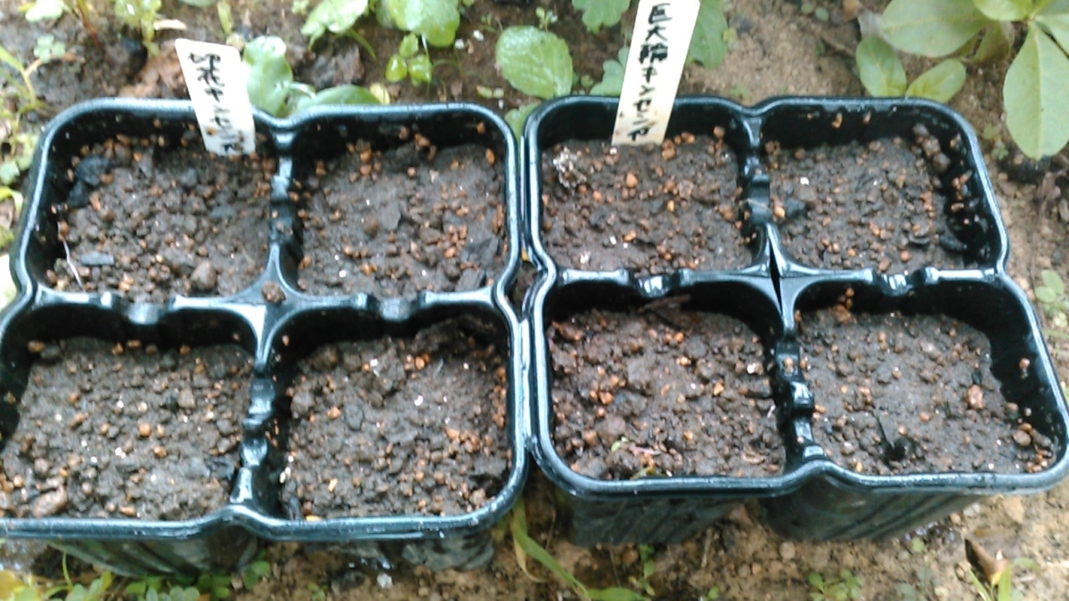f:id:haru_e-hana:20201004150310j:plain