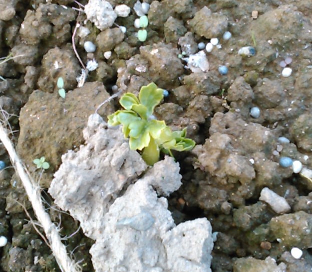 f:id:haru_e-hana:20201030193618j:plain f:id:haru_e-hana:20201030193618j:plain
