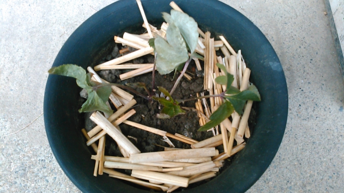 こぼれ種のクリスマスローズを移植してみた 花実みっけ