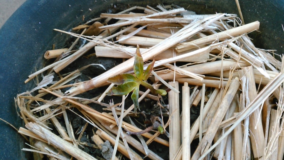 こぼれ種のクリスマスローズを移植してみた 花実みっけ