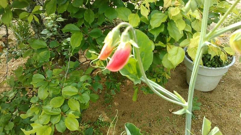 f:id:haru_e-hana:20210425103401j:plain