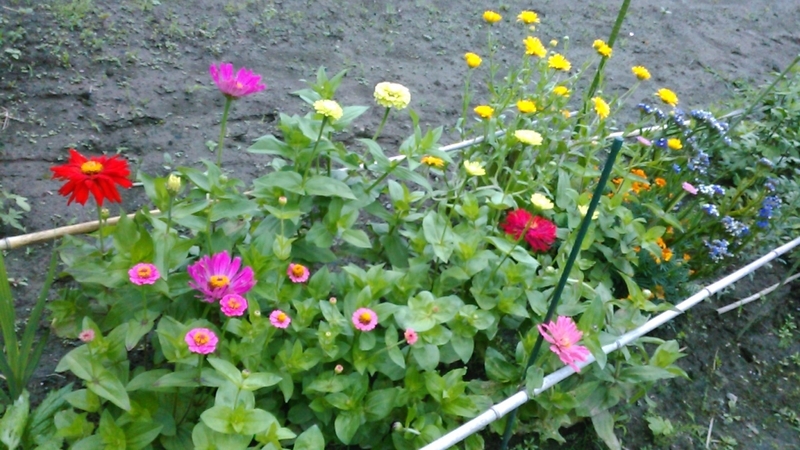 f:id:haru_e-hana:20210630180846j:plain
