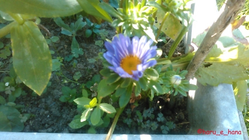 f:id:haru_e-hana:20210808132042j:plain