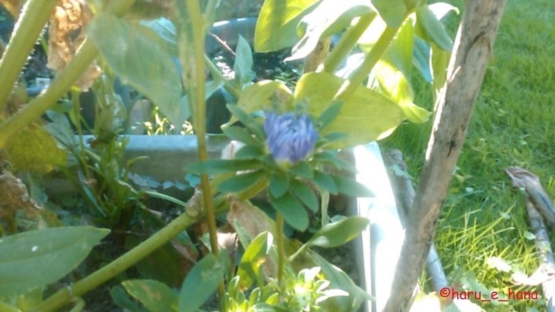 f:id:haru_e-hana:20210808132046j:plain
