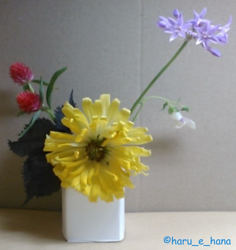 f:id:haru_e-hana:20210905215739j:plain
