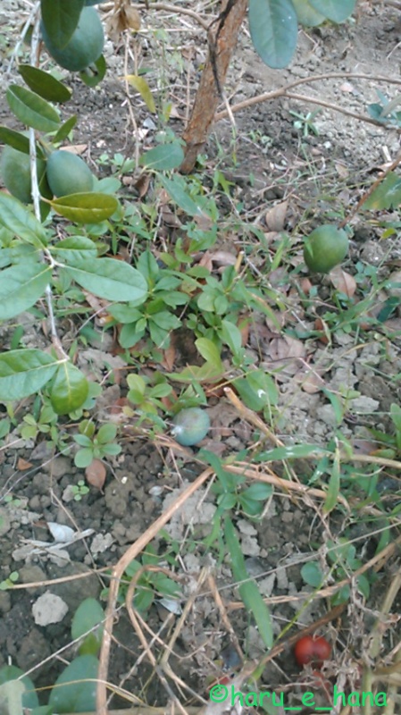 f:id:haru_e-hana:20211012124854j:plain