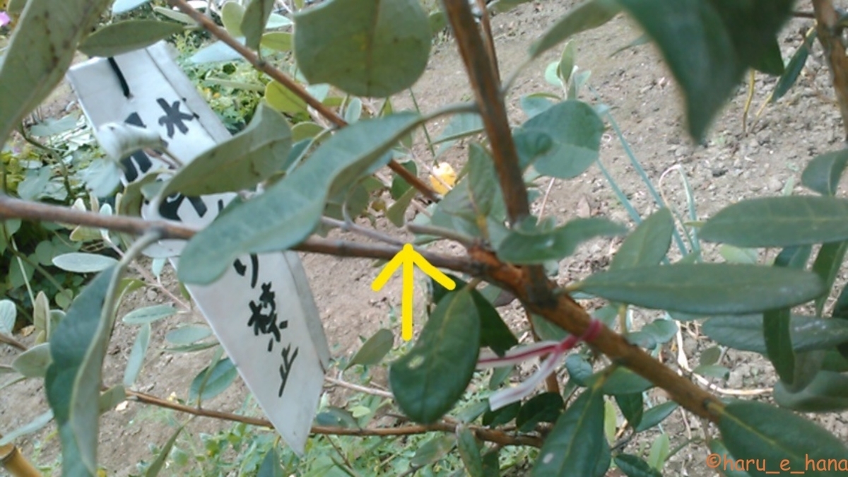 f:id:haru_e-hana:20211012124957j:plain