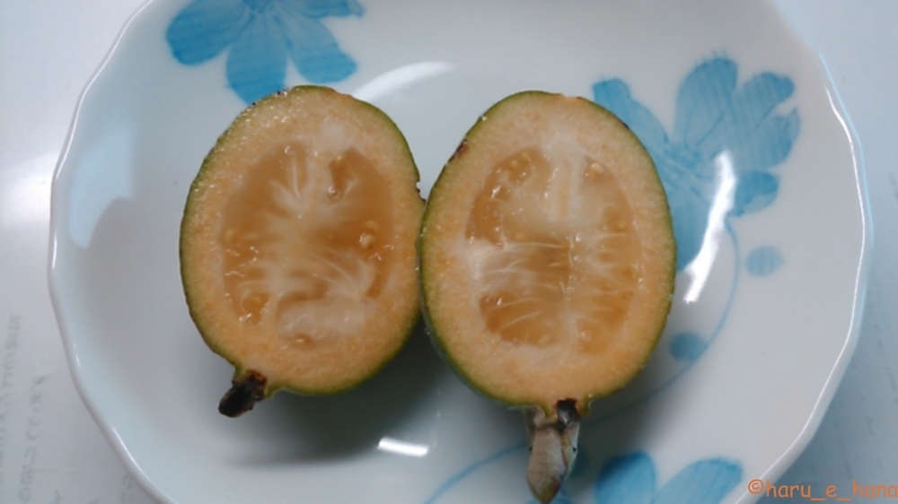 f:id:haru_e-hana:20211014210313j:plain