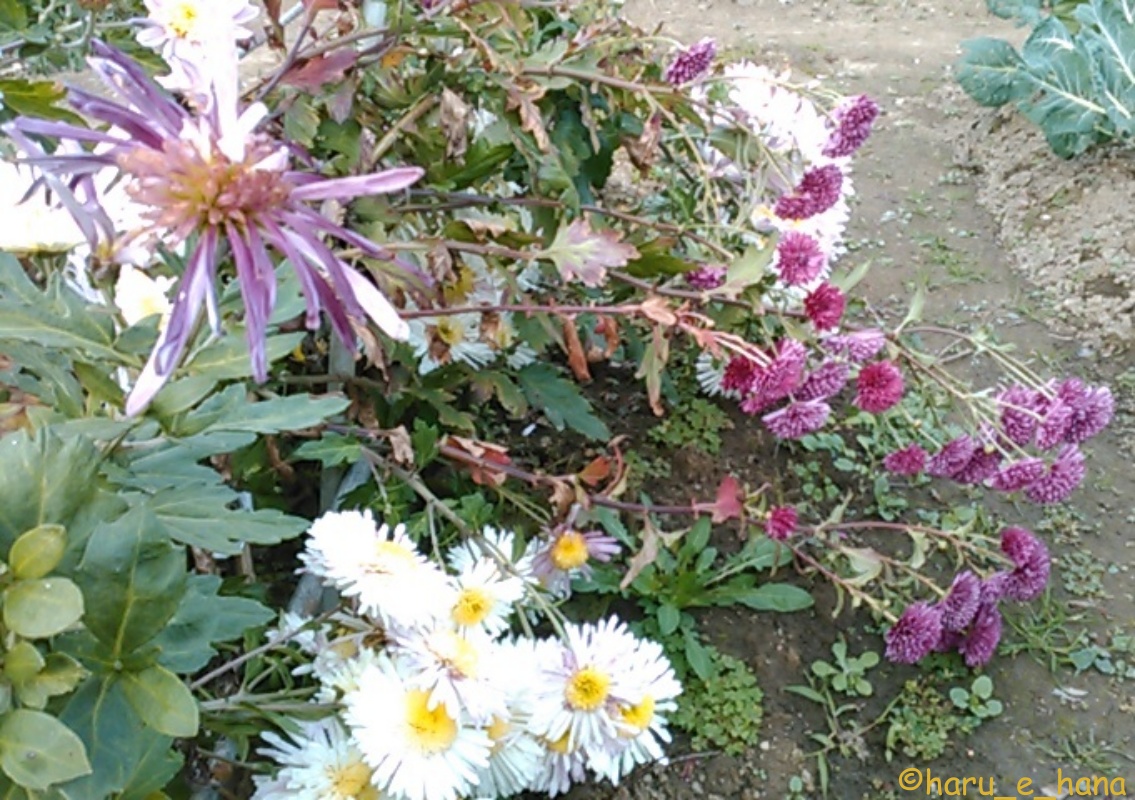 f:id:haru_e-hana:20211121204907j:plain