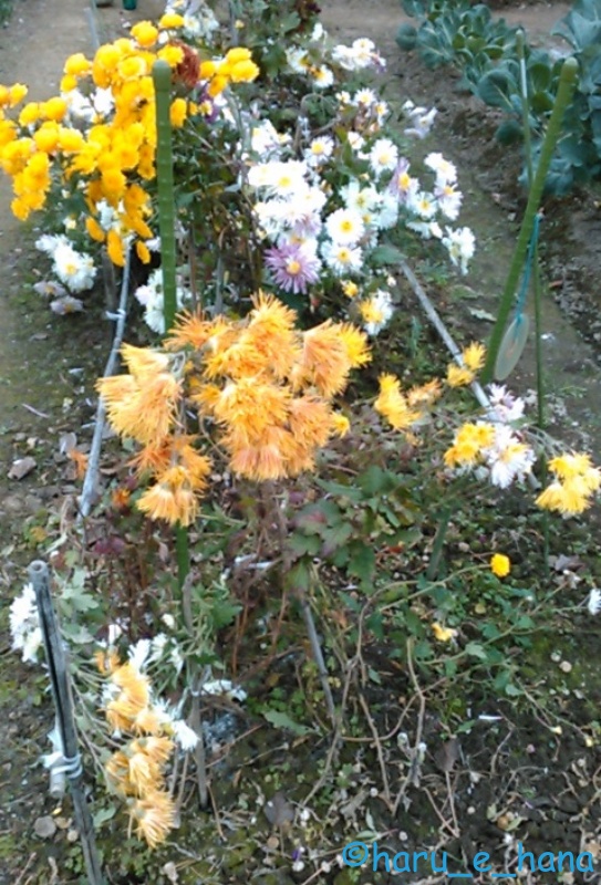 f:id:haru_e-hana:20211121204925j:plain