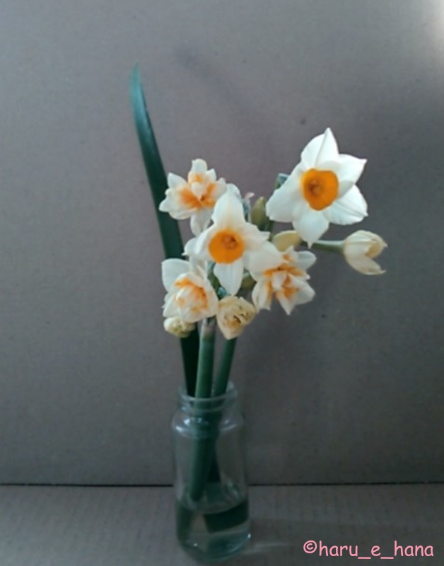 f:id:haru_e-hana:20220130202838j:plain