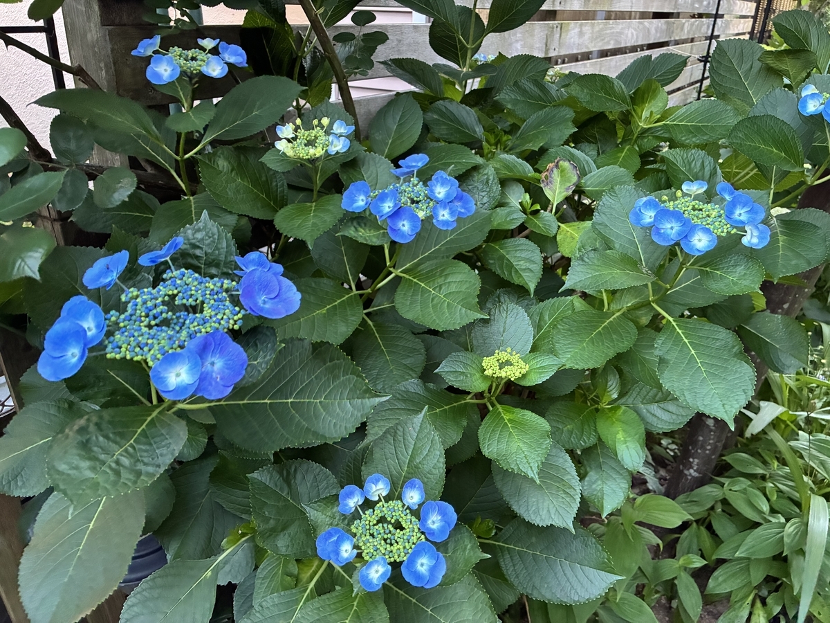 庭のメインは紫陽花へ、宿根草も素敵に咲いています♪ - Haruの庭の花模様