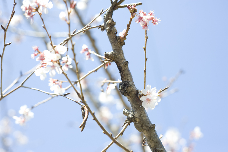 f:id:harucamera:20120411191914j:image