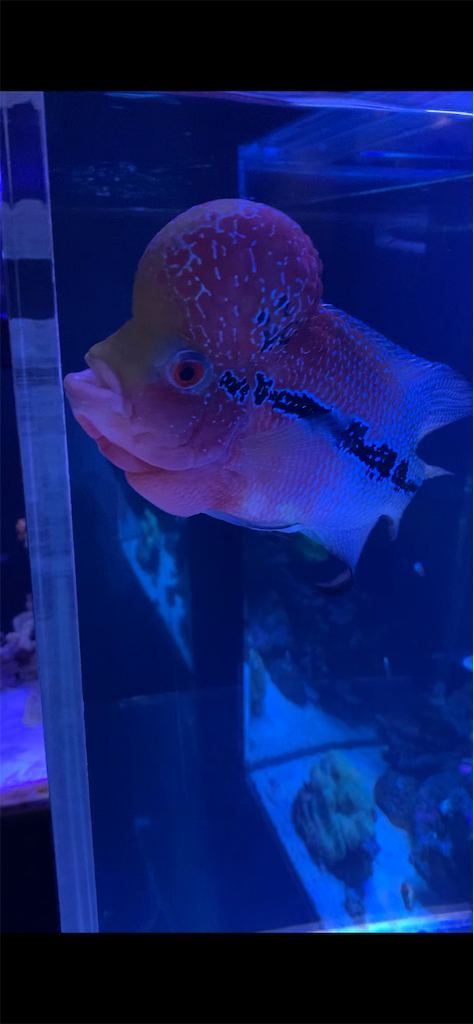 f:id:harucham87:20191023223947p:image f:id:harucham87:20191023223947p:image