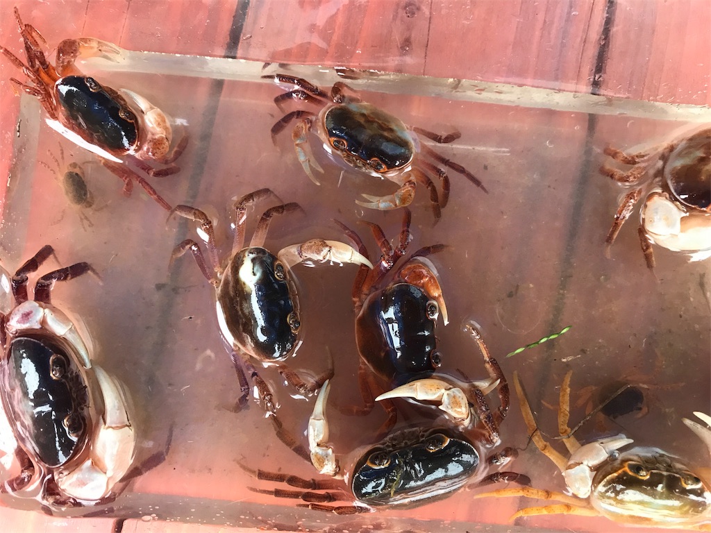 トカゲの子供捕まえたけど どうしよう コータのわくわく昆虫記