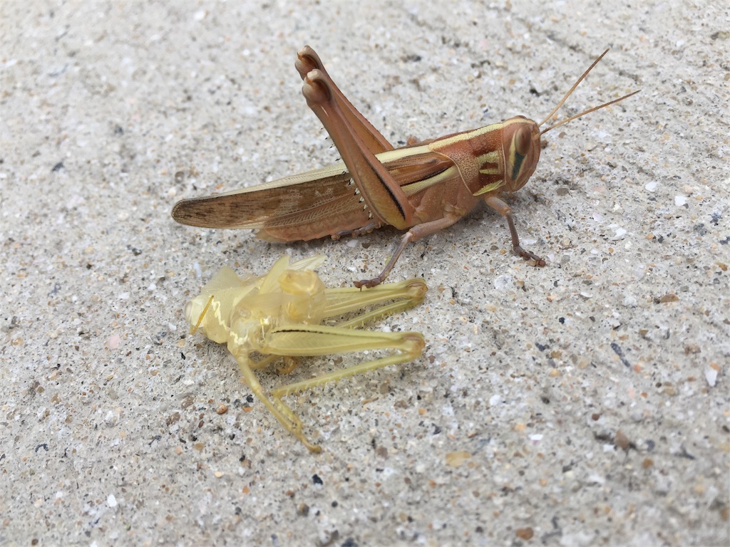 コータのわくわく昆虫記