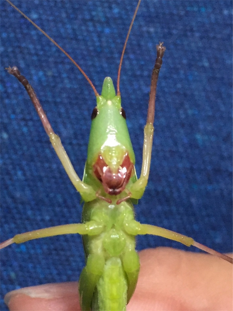 コータのわくわく昆虫記