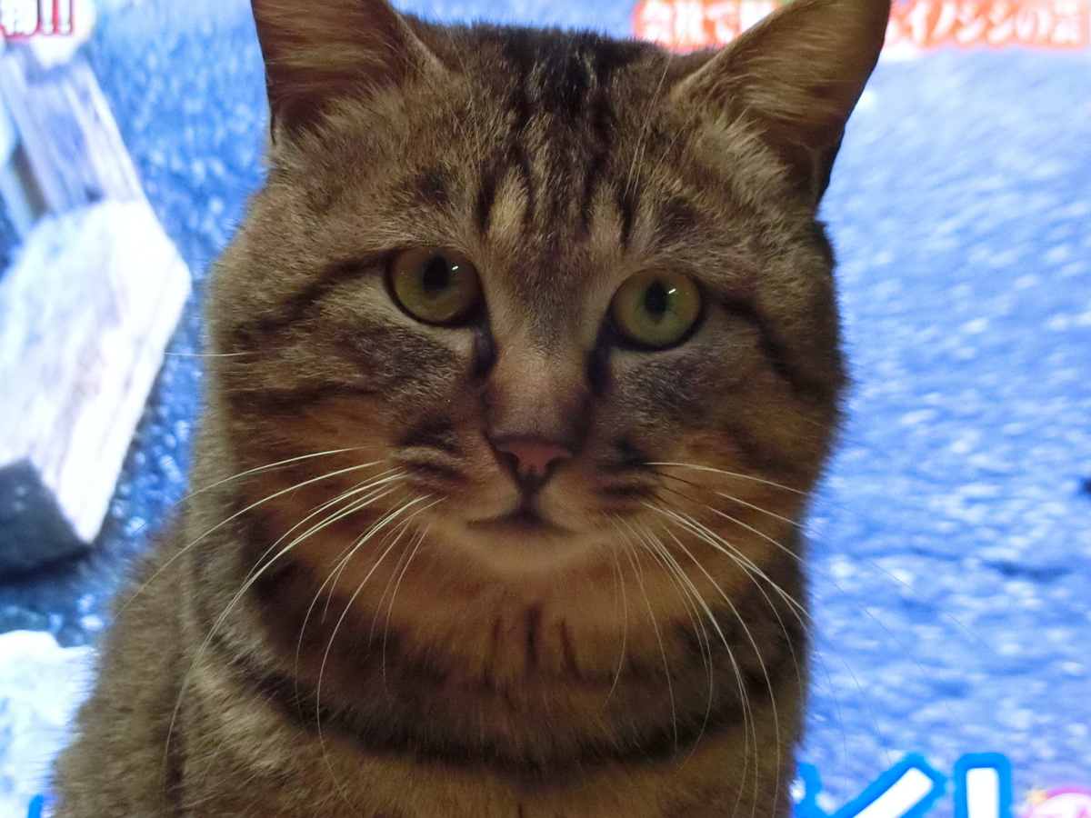 f:id:harudaigo:20190113204946j:plain f:id:harudaigo:20190113204946j:plain