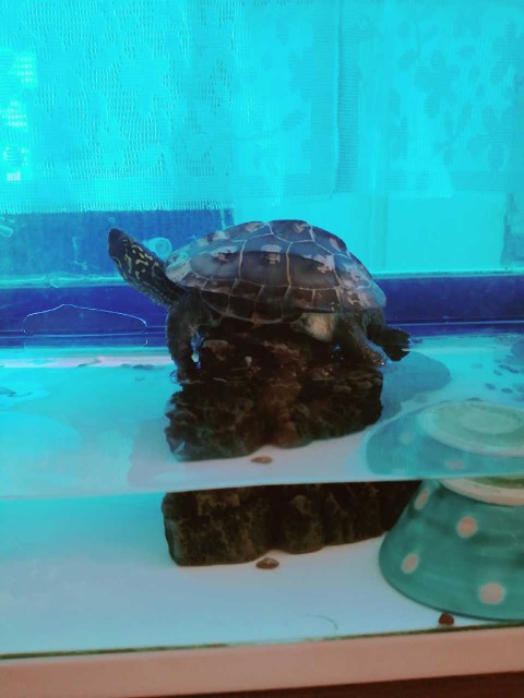 f:id:harue818:20190224080036j:image