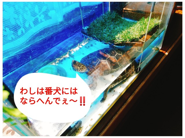 f:id:harue818:20190606081609j:plain
