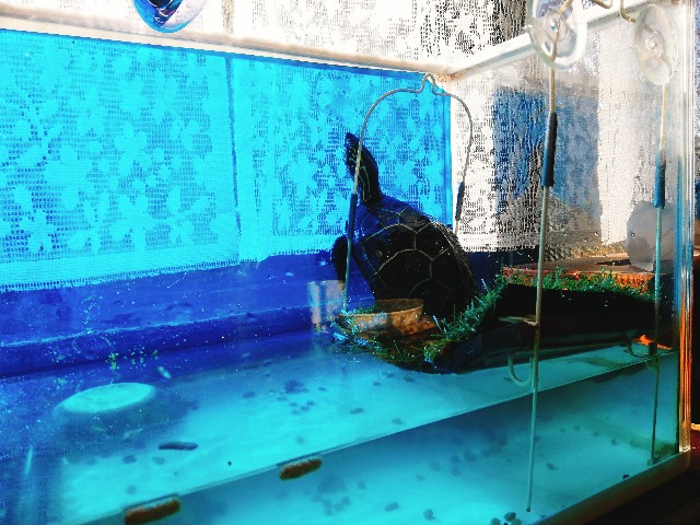 f:id:harue818:20190618224335j:plain f:id:harue818:20190618224335j:plain
