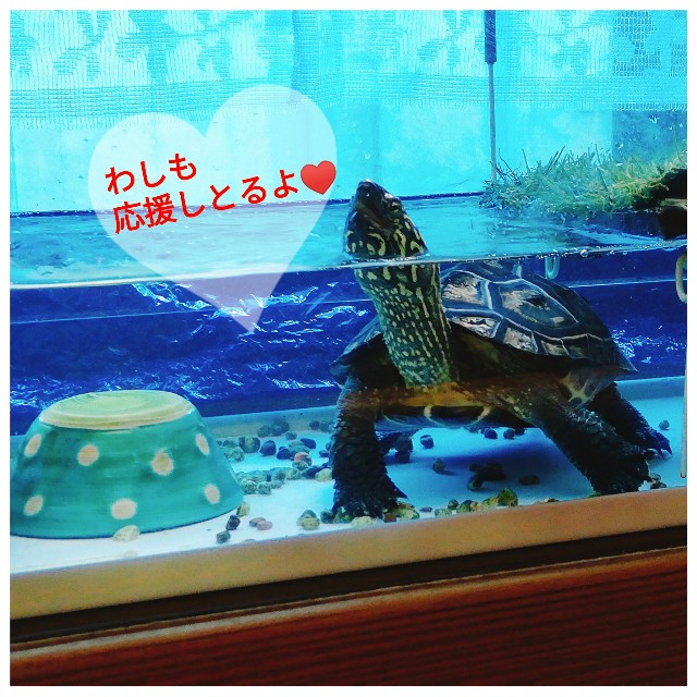 f:id:harue818:20190620233002j:plain