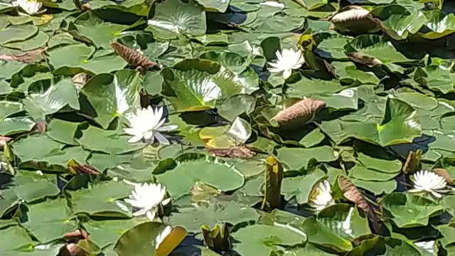 f:id:harue818:20200513160637j:plain f:id:harue818:20200513160637j:plain