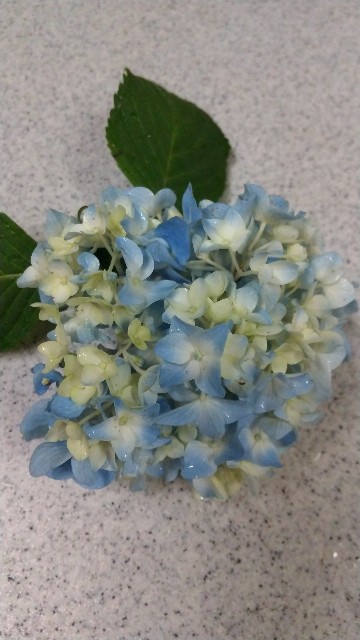 f:id:harue818:20200615162431j:plain