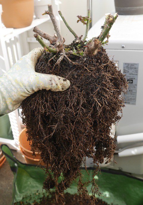 ベランダガーデニング 株分けするかしないかミニバラの育て方と植替え方法 月収12万 30代独身女の在宅ワークで小さな一人暮らし ベランダガーデニング 株分けするかしないかミニバラの育て方と植替え方法 月収12万 30代独身女の在宅ワークで小さな一人暮らし