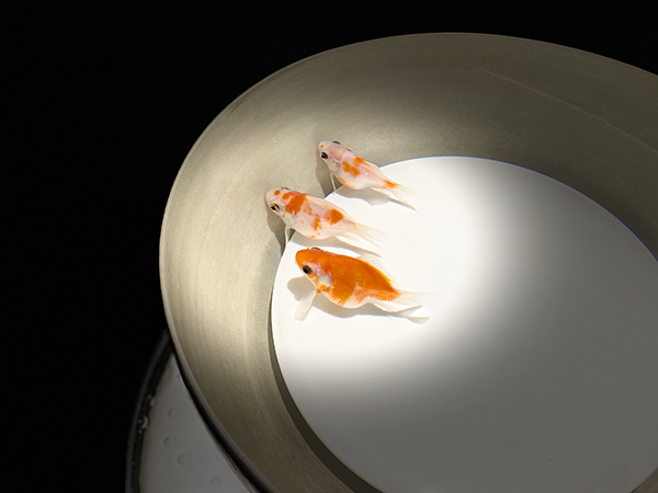 伝統工芸品を使用した金魚の展示