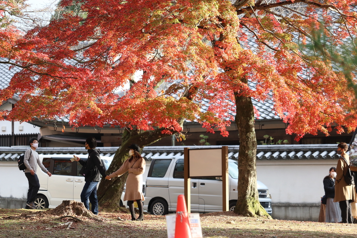 f:id:haruharudesu:20201206003957j:plain