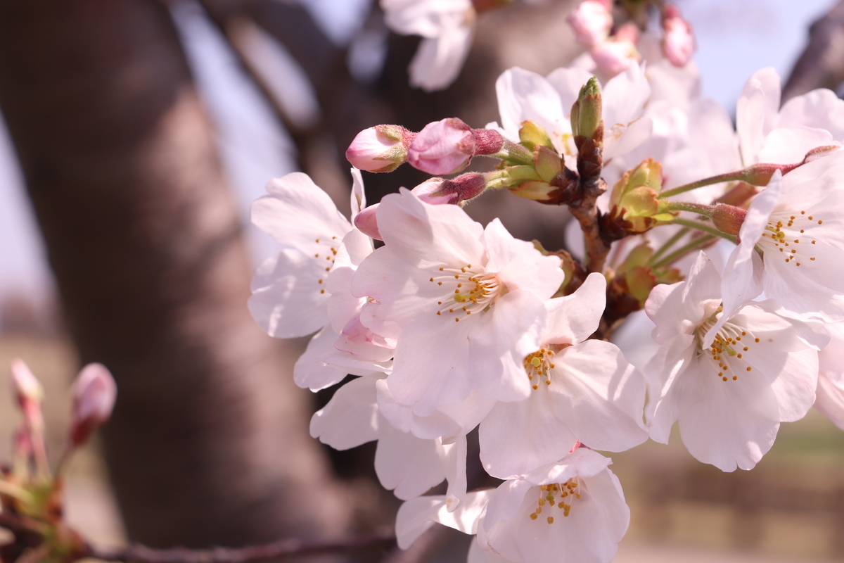 f:id:haruharudesu:20210429123128j:plain