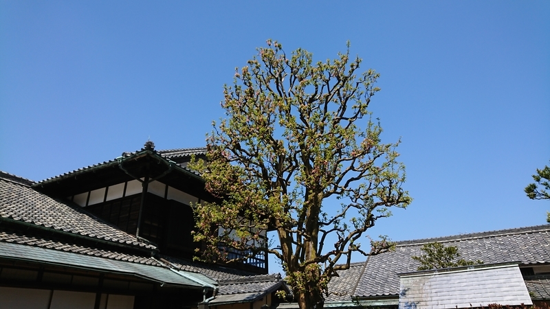 f:id:haruirolemonade:20190403112351j:plain