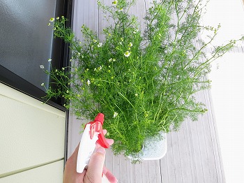 f:id:haruirosoleil:20180506210143j:plain