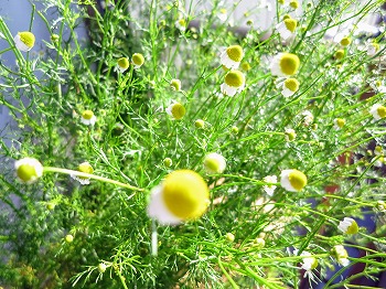 f:id:haruirosoleil:20180520154713j:plain