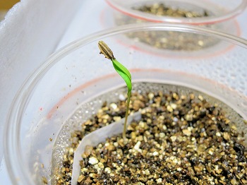 f:id:haruirosoleil:20180525210444j:plain