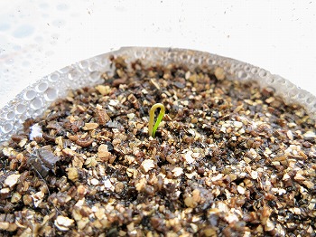 f:id:haruirosoleil:20180527081854j:plain