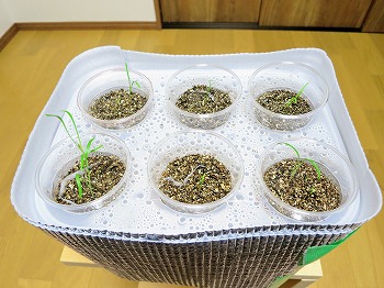 f:id:haruirosoleil:20180529201222j:plain