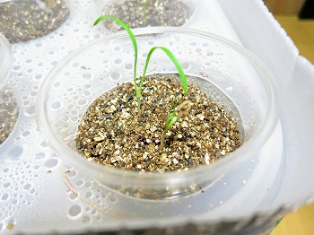 f:id:haruirosoleil:20180529201224j:plain