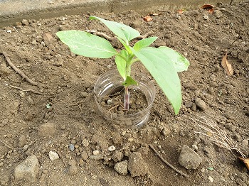 ヒマワリの茎が折れてる ストローのギブス で治療してみました 春色ソレイユ