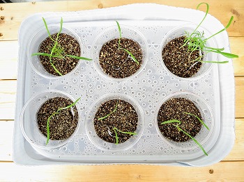 f:id:haruirosoleil:20180602132742j:plain